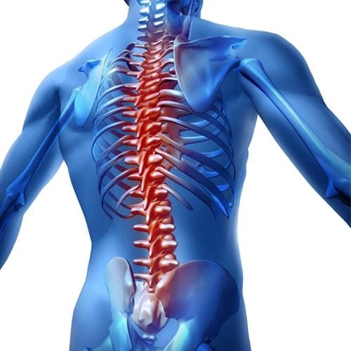 Chiropractic Waukesha WI Spine Animation